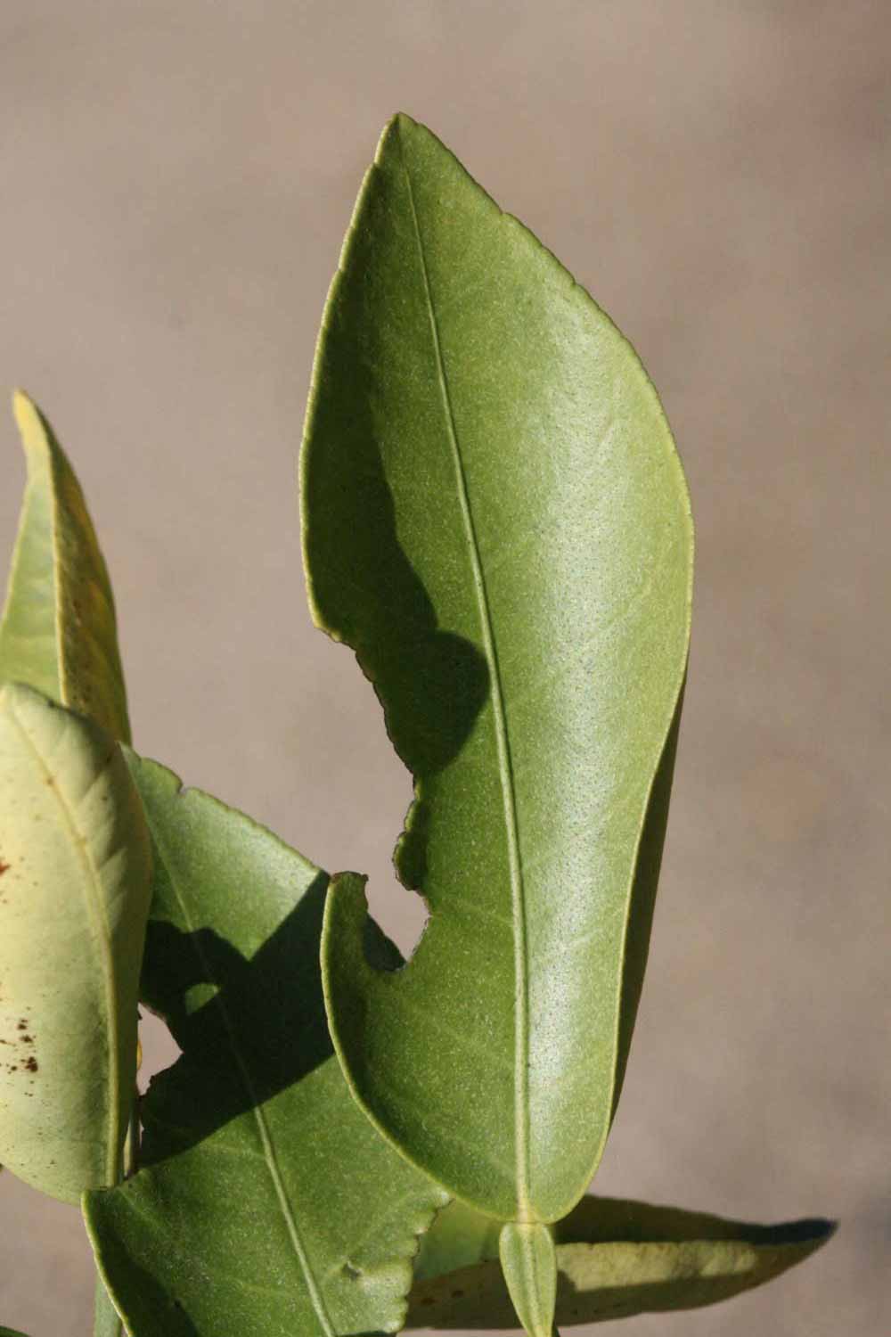              Unifoliolate leaf (Riverside, CA)       